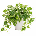 Plante verte artificielle 75 cm en plastique vert et blanc pour décoration intérieure retombante